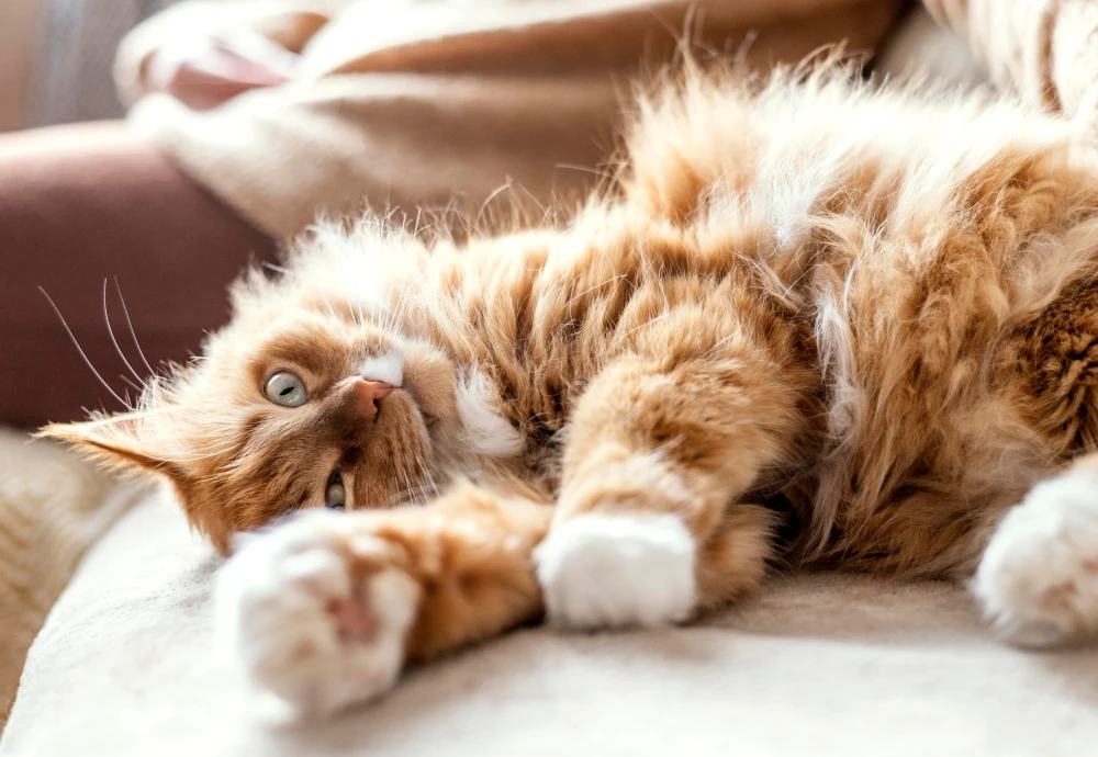 camera for pet photography