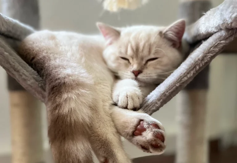 Best Home Camera System For Pets: