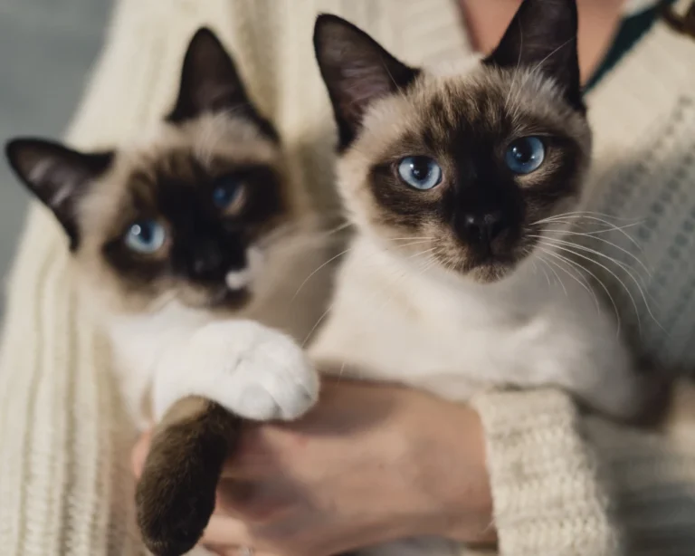 pet feeder with camera