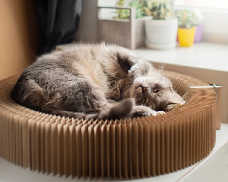 pet feeder automatic