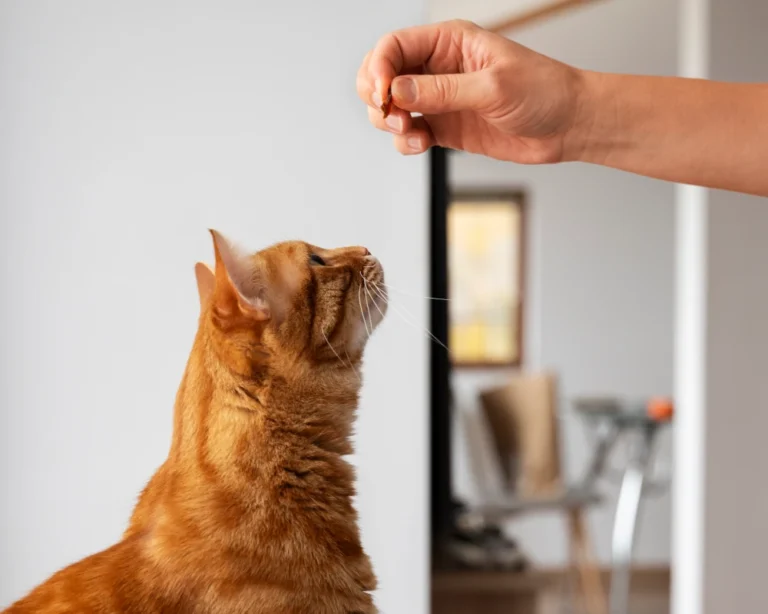 auto pet food dispenser
